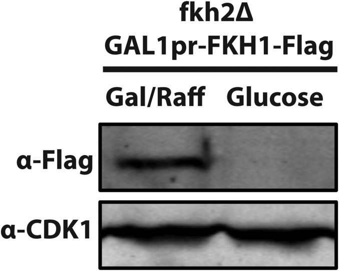 Fig. S5.