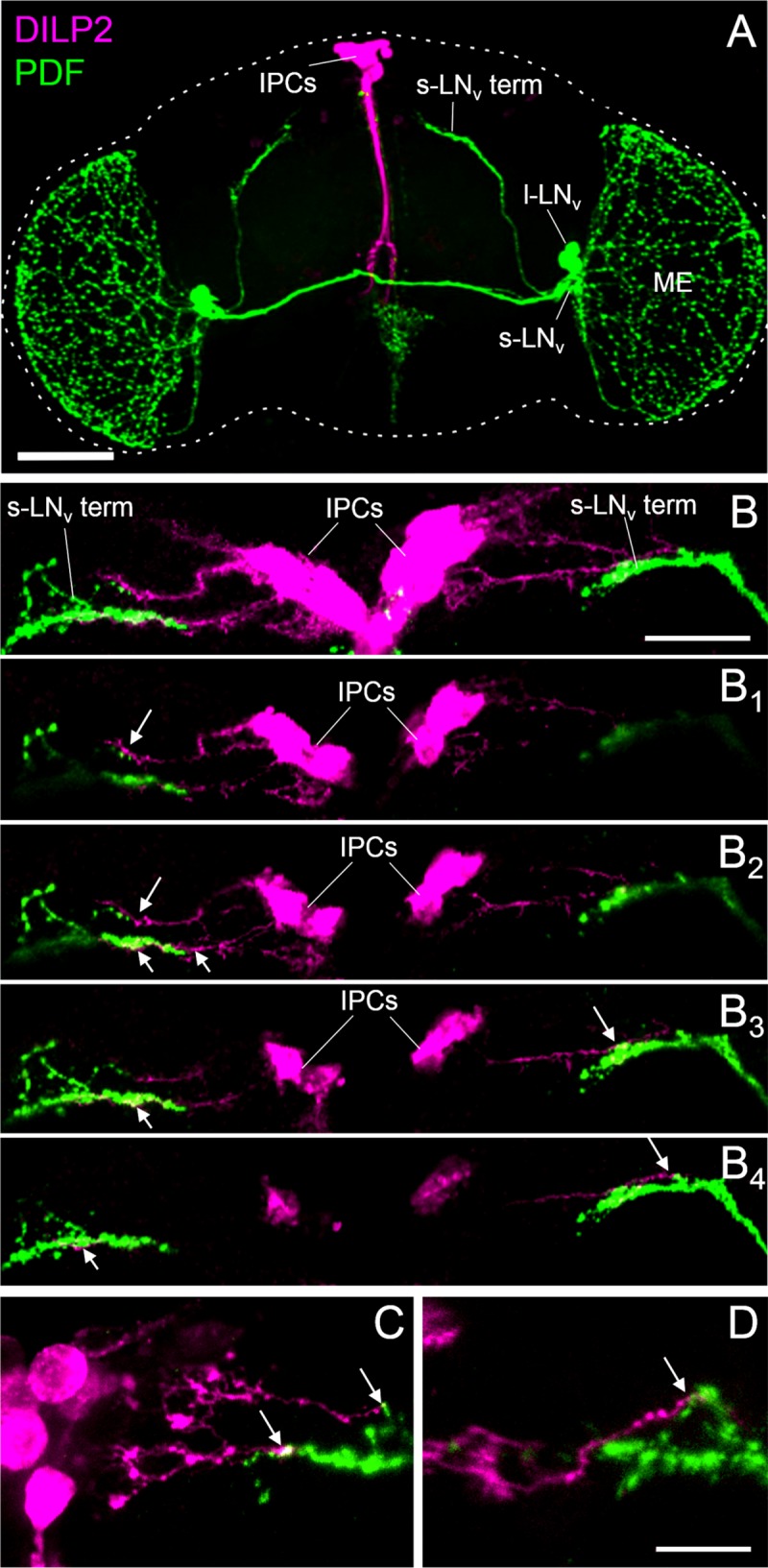 Fig 3