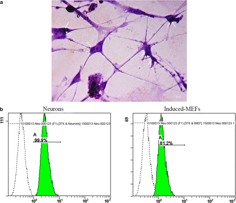 Fig. 8