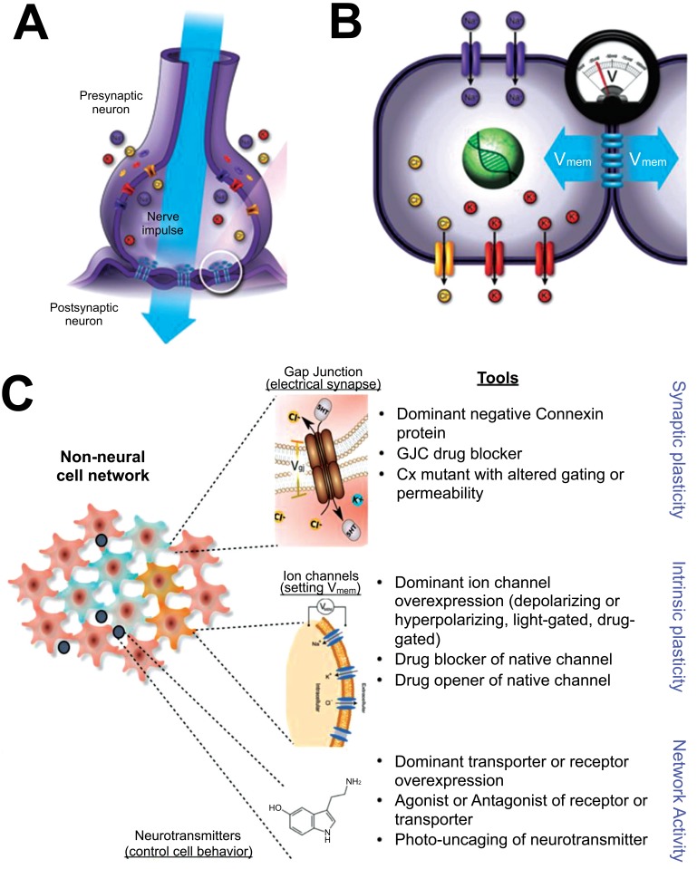 Fig. (3)