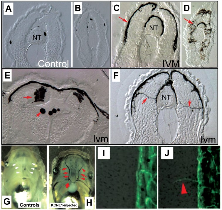 Fig. (7)