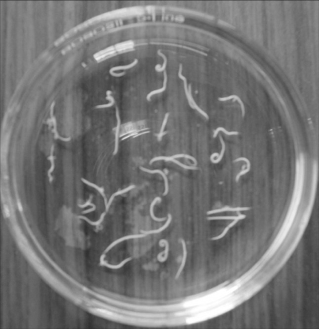 Fig. 7