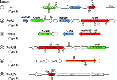 FIG. 2.