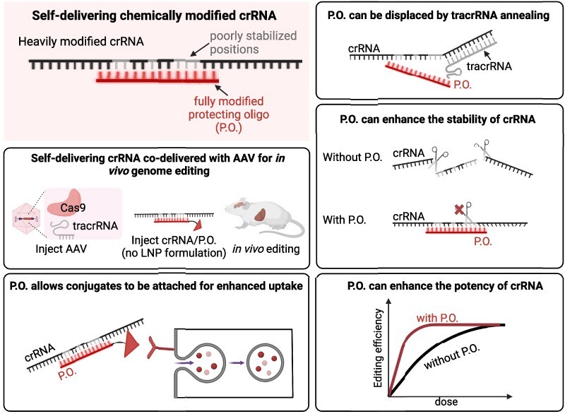 Graphical Abstract