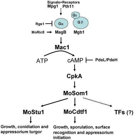 Figure 11