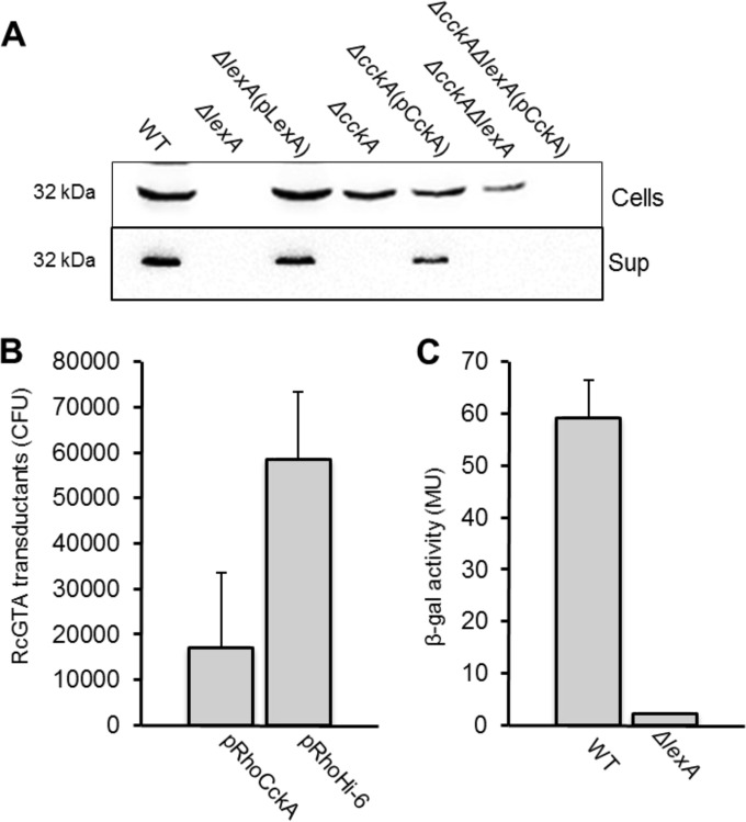 FIG 6