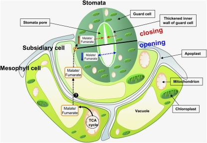 Figure 14.