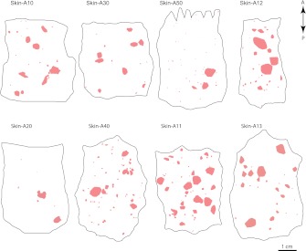 Figure 1—figure supplement 1.