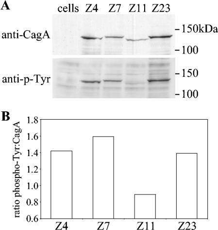 FIG. 3.