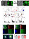 Figure 2—figure supplement 1.