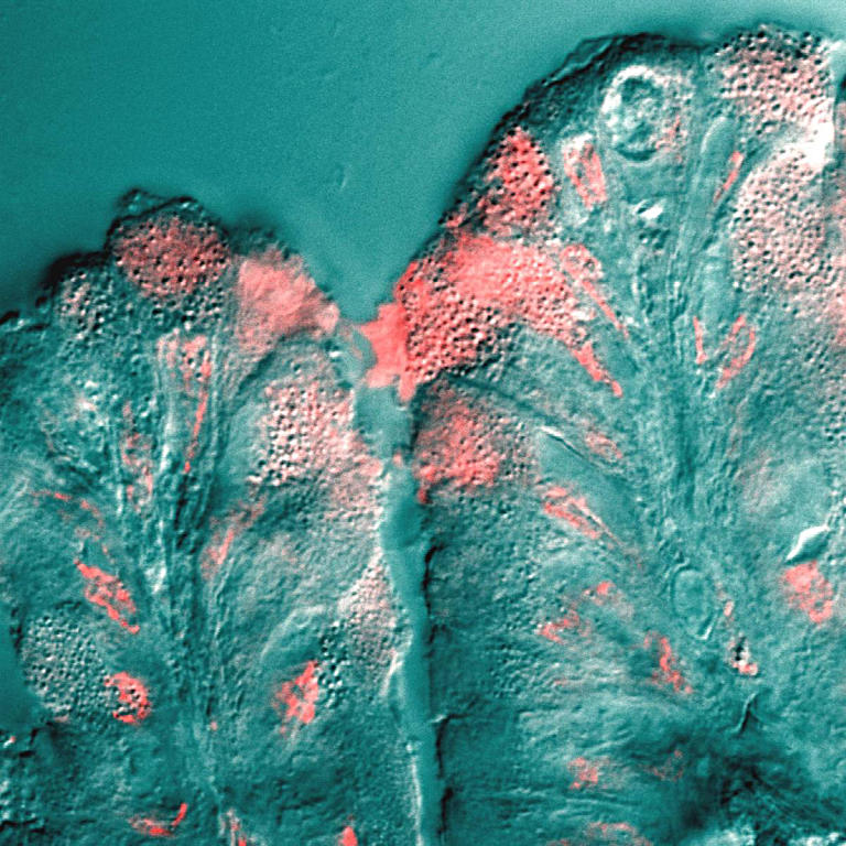 A surface mucous cell bordering on the stomach lumen secretes mucus (pink stain).