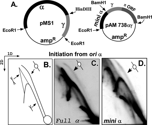 FIGURE 4.