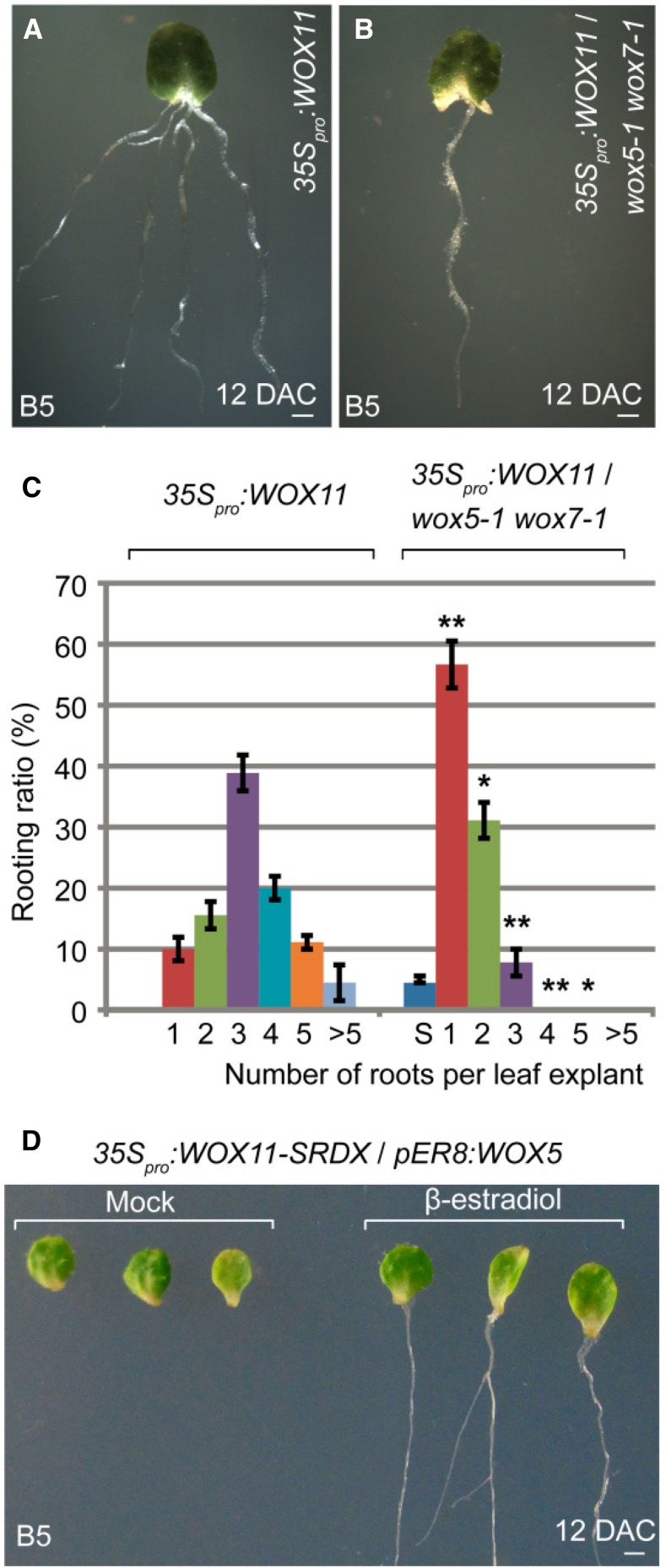 Figure 5.