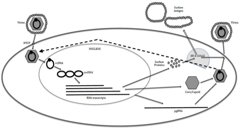 Fig. 1