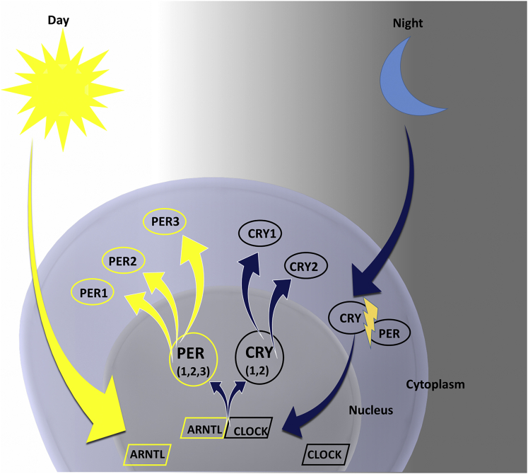 Figure 2