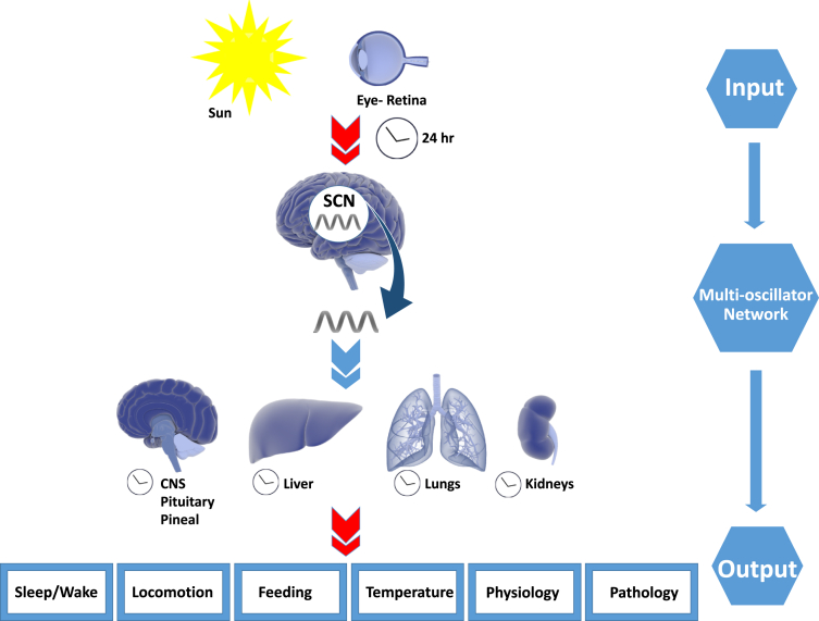 Figure 1