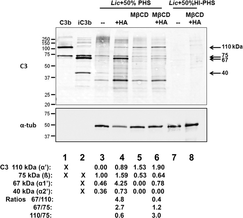 Fig 5