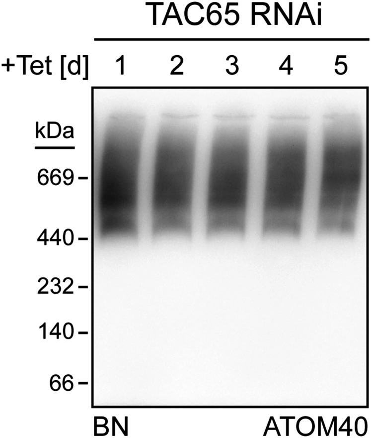 Fig. S3.