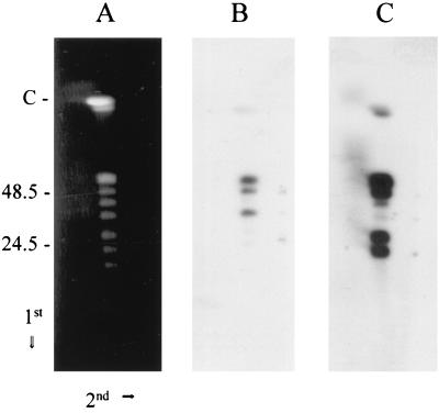 FIG. 3