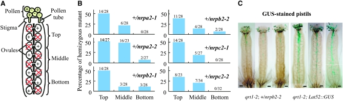 Figure 5.—