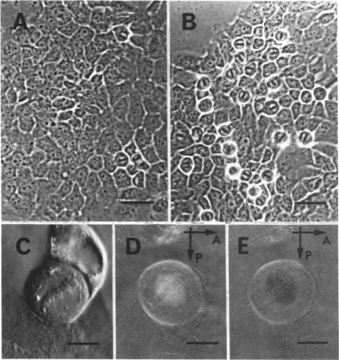 graphic file with name pnas00253-0161-a.jpg