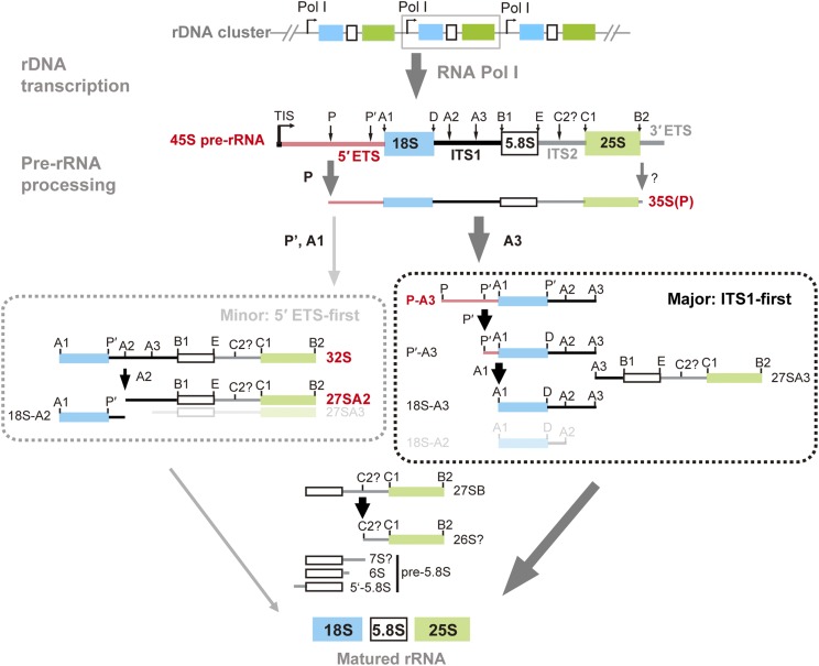 Figure 6.