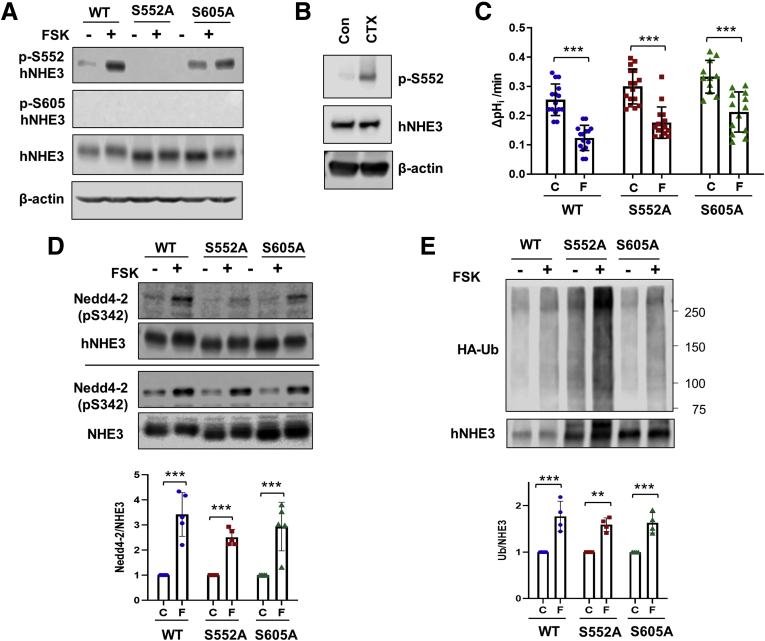 Figure 11