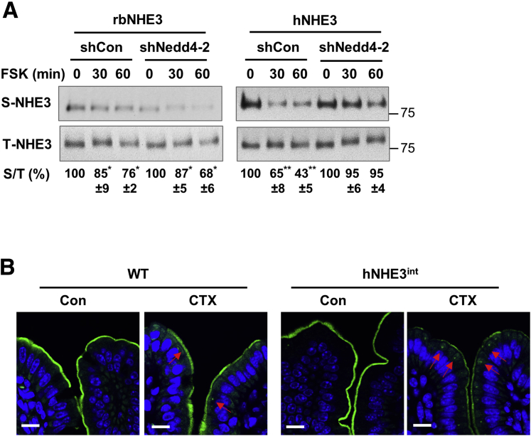 Figure 6