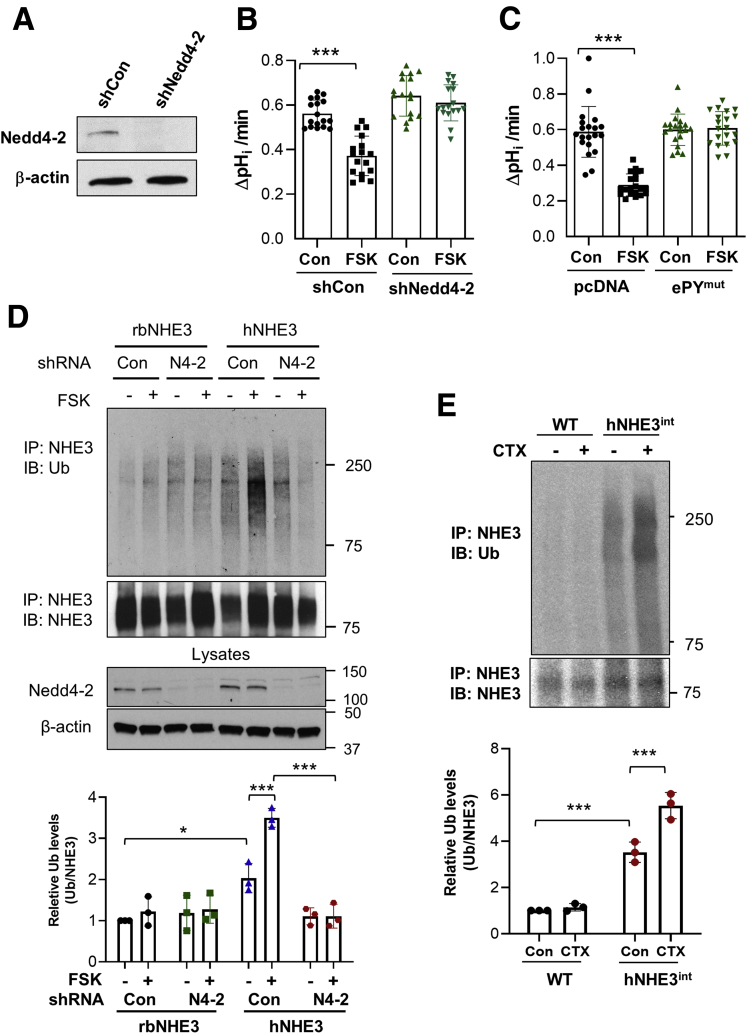 Figure 5