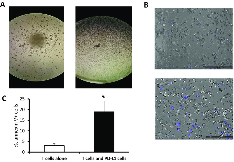 Fig. S5.