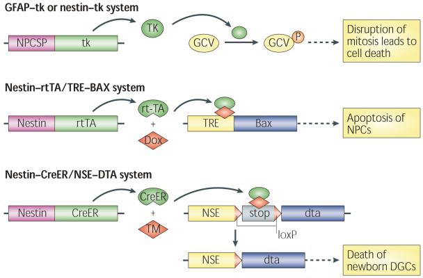 Box 2 | Methodologies for ablating neurogenesis