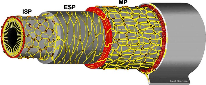 Fig. 1