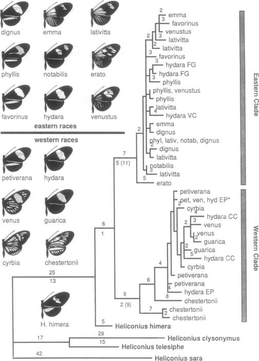 graphic file with name pnas01136-0251-a.jpg