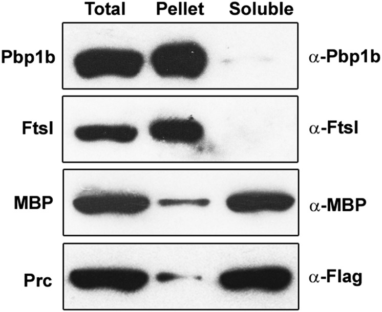 Fig. S6.