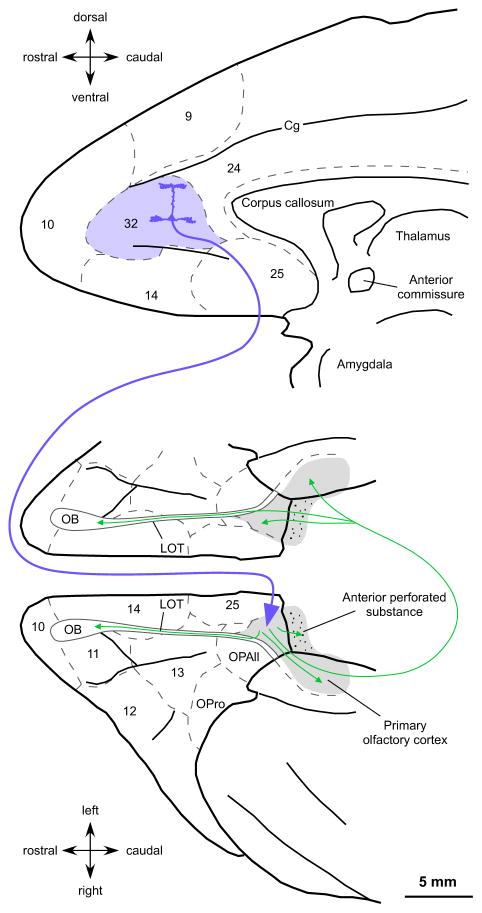 Fig. 7