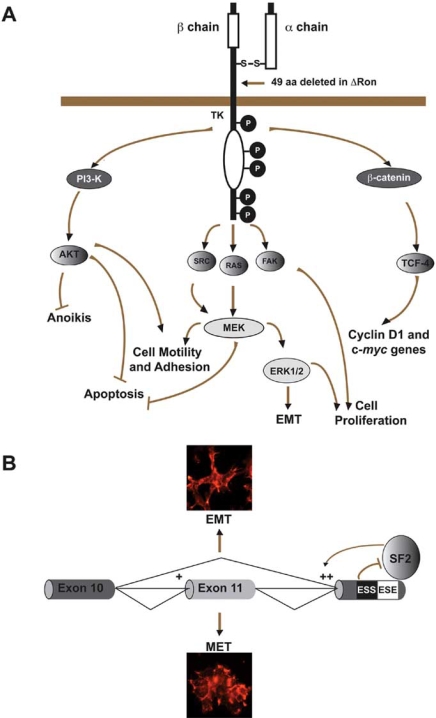 Fig. (3)