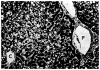 Fig. 11