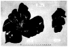 Fig. 38