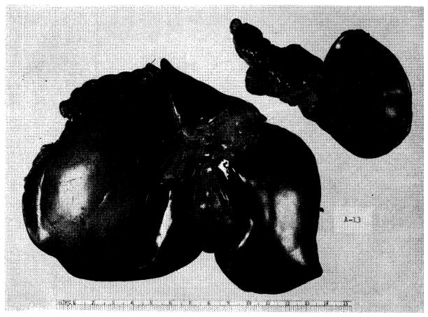 Fig. 14