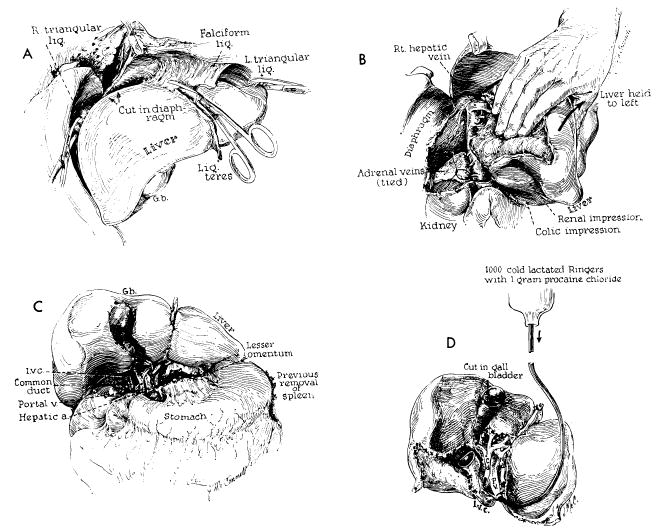 Fig. 41