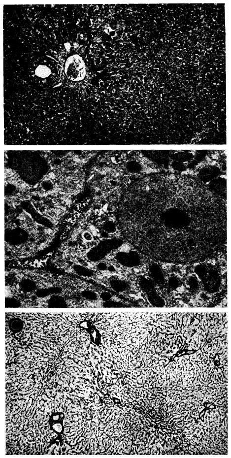 Fig. 32