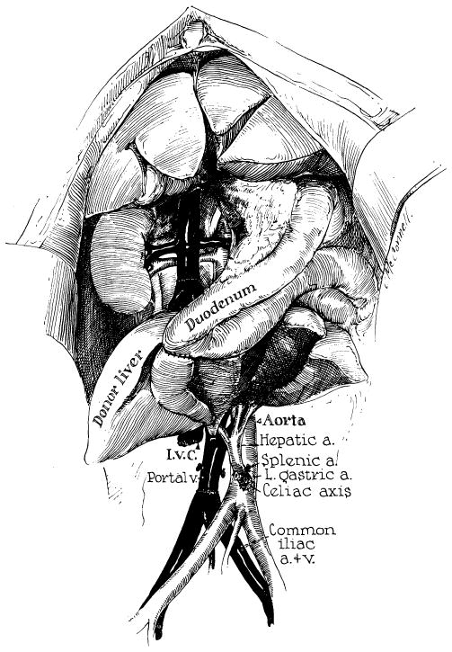 Fig. 50