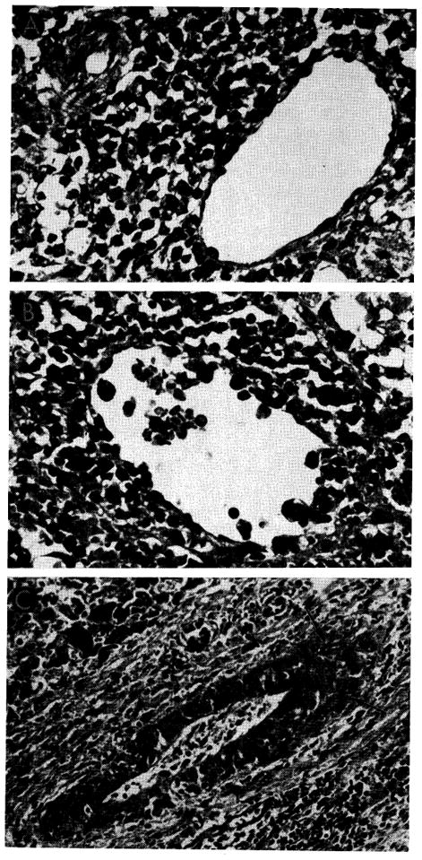 Fig. 21