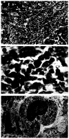Fig. 29