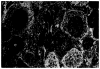 Fig. 31
