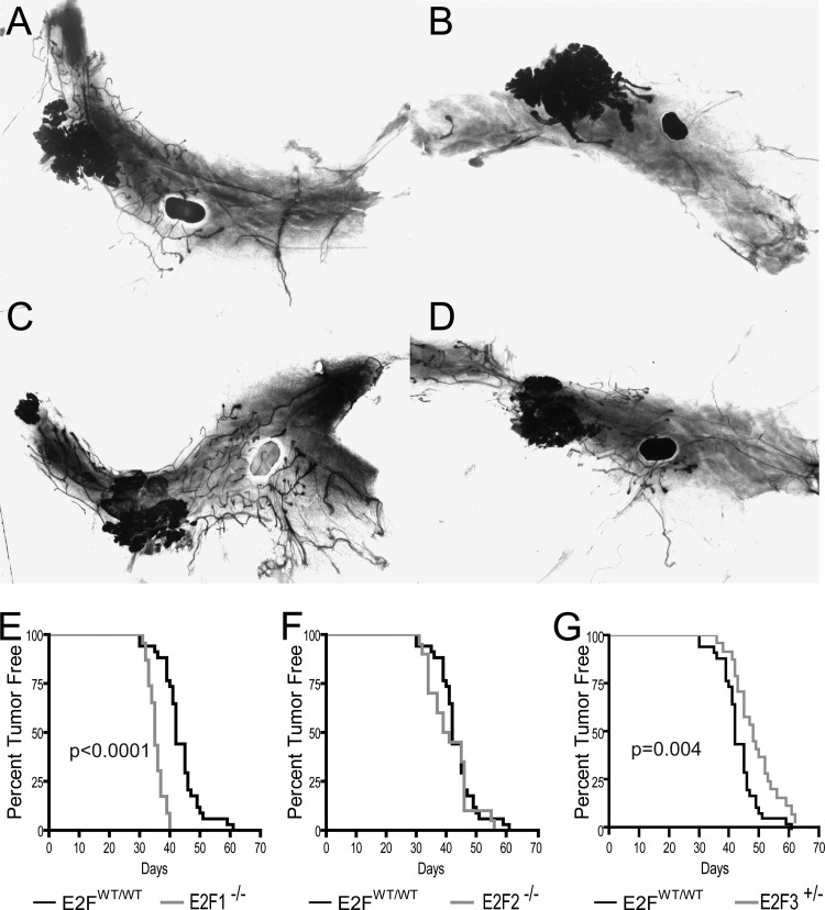 FIG 2