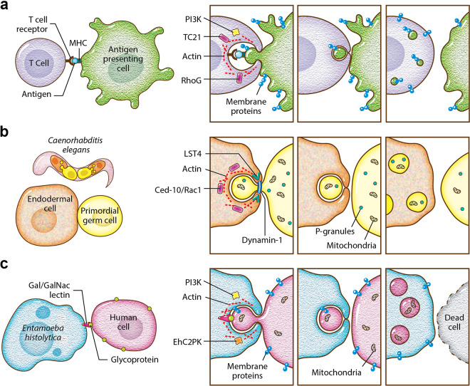 FIG 3