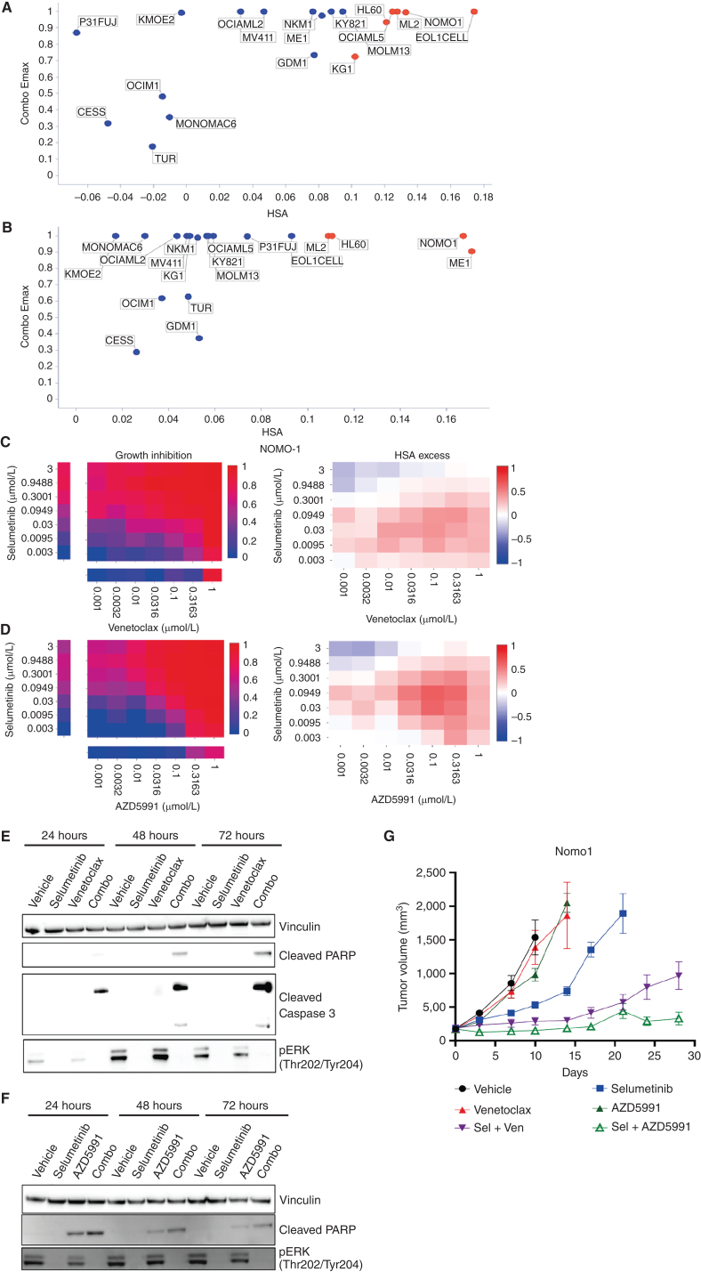 Figure 4. Combination activity of selumetinib plus venetoclax or AZD5991 in AML. A and B, Combo Emax versus HSA scores in 19 AML cell lines exposed to selumetinib combined with (a) venetoclax or (b) AZD5991. C and D, NOMO1 growth inhibition and HSA excess to the combination of selumetinib with (c) venetoclax or (d) AZD5991. E and F, Western blot analysis for apoptosis markers in NOMO1 cells following time course treatment with selumetinib (300 nmol/L) combined with (e) venetoclax (300 nmol/L) or (f) AZD5991 (100 nmol/L). G, Tumor growth in NOMO1 xenografts treated with selumetinib, AZD5991, or venetoclax alone or in combination for 28 days (n = 5 each arm). Control and monotherapy experimental arms were halted once the maximum permitted tumor volume (2,000 cm3) was reached. Data are plotted as mean tumor volume ± SEM.