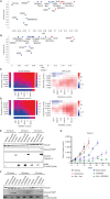 Figure 4. Combination activity of selumetinib plus venetoclax or AZD5991 in AML. A and B, Combo Emax versus HSA scores in 19 AML cell lines exposed to selumetinib combined with (a) venetoclax or (b) AZD5991. C and D, NOMO1 growth inhibition and HSA excess to the combination of selumetinib with (c) venetoclax or (d) AZD5991. E and F, Western blot analysis for apoptosis markers in NOMO1 cells following time course treatment with selumetinib (300 nmol/L) combined with (e) venetoclax (300 nmol/L) or (f) AZD5991 (100 nmol/L). G, Tumor growth in NOMO1 xenografts treated with selumetinib, AZD5991, or venetoclax alone or in combination for 28 days (n = 5 each arm). Control and monotherapy experimental arms were halted once the maximum permitted tumor volume (2,000 cm3) was reached. Data are plotted as mean tumor volume ± SEM.