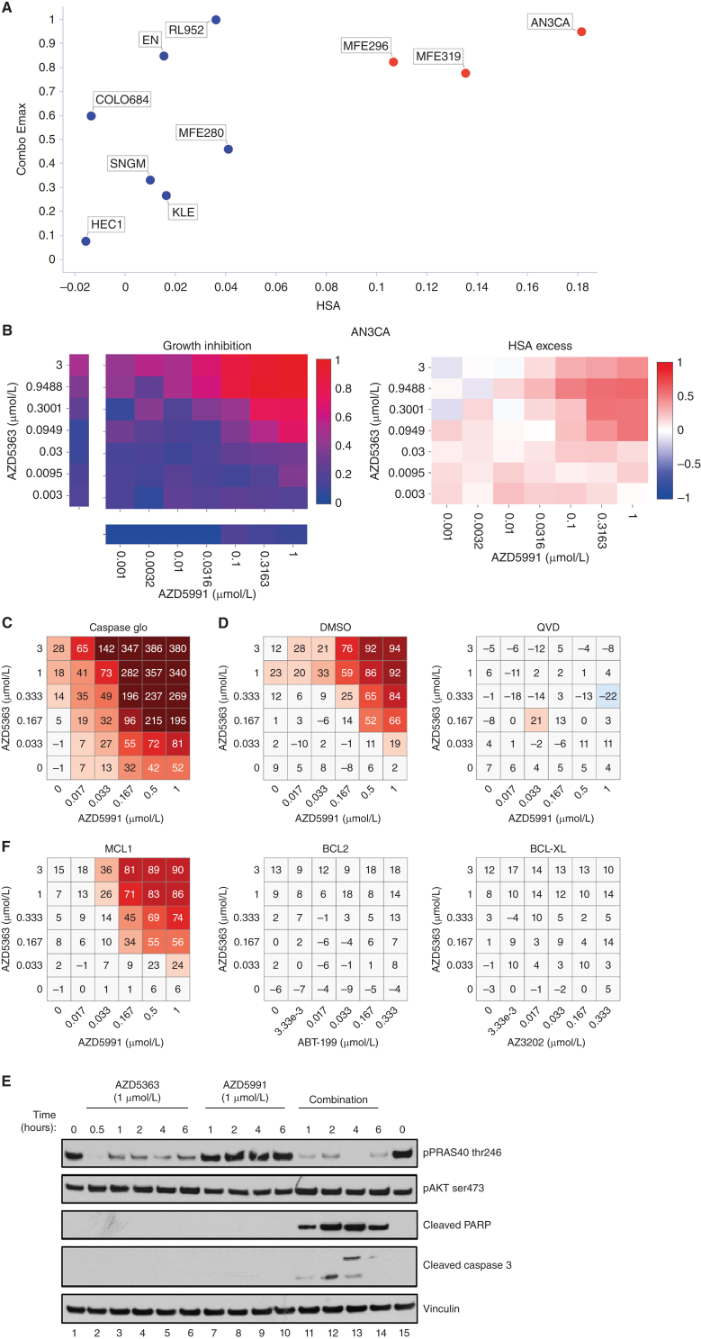 Figure 6. Capivasertib (AZD5363) plus AZD5991 combination activity in endometrial cell lines. A, Screening results of combo Emax versus HSA in endometrial cell lines treated with AZD5363 plus AZD5991. Cell lines with high combination activity are in red. B, Representative growth inhibition and HSA excess matrix plots in endometrial AN3CA cells. C, Matrix plot measuring apoptosis with AZD5991 and AZD5363 at indicated doses for 6 hours in AN3-CA cells. D, Matrix plots showing viability for AN3-CA cells pretreated with DMSO or QVD (caspase inhibitor) for 16 hours prior to the combination for 6 hours. E, Western blot analysis in AN3-CA cells treated with AZD5363 (1 μmol/L), AZD5991 (500 nmol/L), or in combination at indicated times. F, Matrix plots showing viability in AN3-CA cells treated with AZD5991 or venetoclax (ABT-199 -BCL2 inhibitor), AZD4320 or AZ3202 (BCL-XL inhibitors) with AZD5363 at indicated doses for 6 hours.